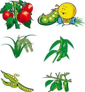 免抠各种蔬菜 免抠各种蔬菜