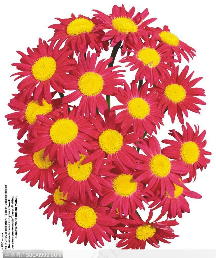 花艺花束-红色的太阳花