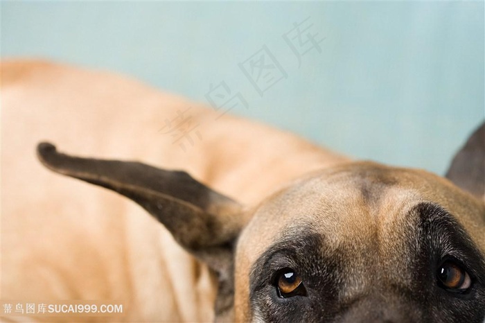 意大利灵缇犬眼神特写狗狗图片