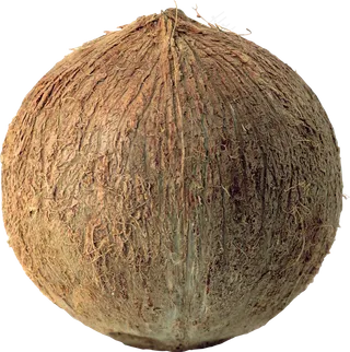 椰子免抠素材 (14)