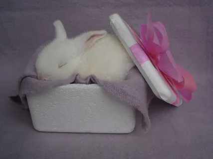 可爱兔子图片下载 可爱兔子图片下载