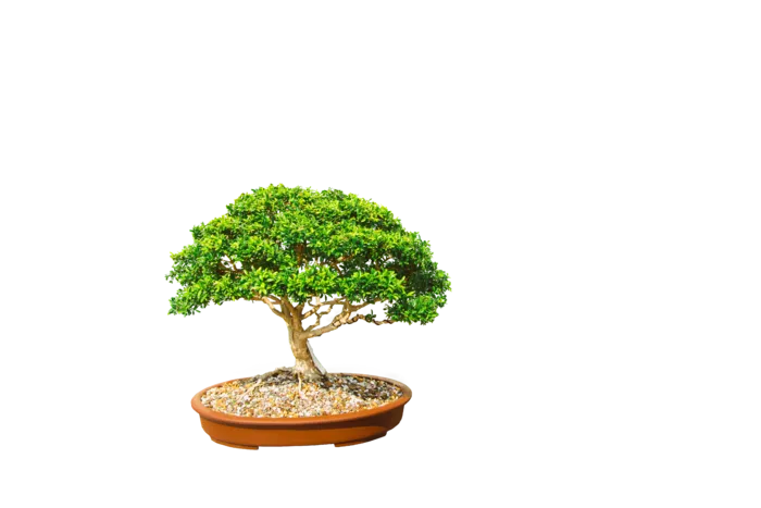 植物|绿叶|花卉|树叶|PNG|免扣元素|盆栽|花盆|绿植|树木