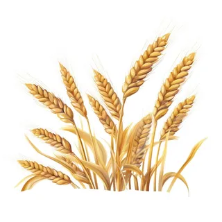 小麦麦穗金黄免抠