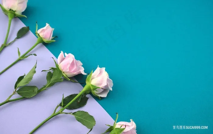 母亲节康乃馨鲜花背景图片