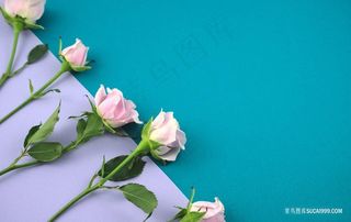 母亲节康乃馨鲜花背景图片