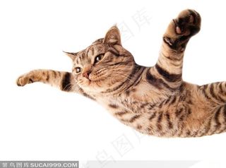 展开爪子的猫咪半身特写