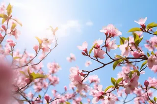 春天阳光明媚的树枝上开满了粉红色的花朵摄影图