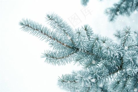 积着雪花的松树