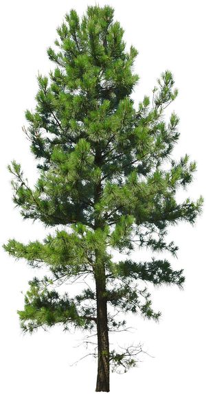 高清树木素材 免抠PSD植物素材 美术绘画园林贴图 树草灌木花草