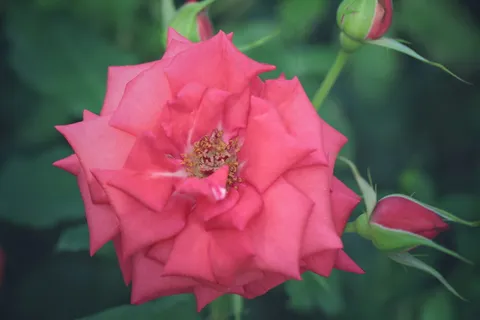 唯美红玫瑰花朵微距摄影 唯美红玫瑰花朵微距摄影