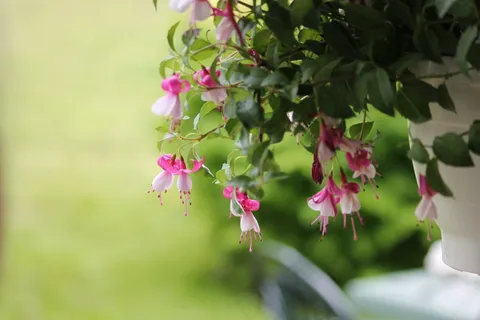 夏天盆栽花卉图片 夏天盆栽花卉图片