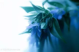 高清唯美鲜花特写摄影图片