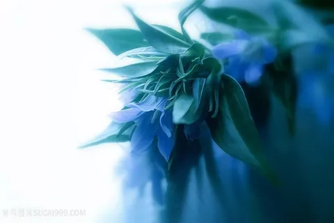 高清唯美鲜花特写摄影图片 高清唯美鲜花特写摄影图片