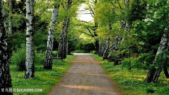 绿树大树走道壁纸 绿树大树走道壁纸