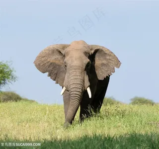 高清草地上一头大象摄影图片