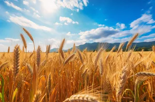 蓝天白云阳光明媚的金黄麦田