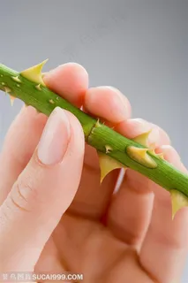 人体器官特写-手中带刺的玫瑰