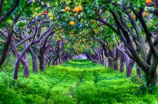 绿地和橘子树