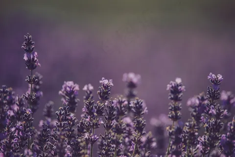 唯美紫色浪漫薰衣草图片 唯美紫色浪漫薰衣草图片