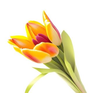 花束手棒花郁金香免抠