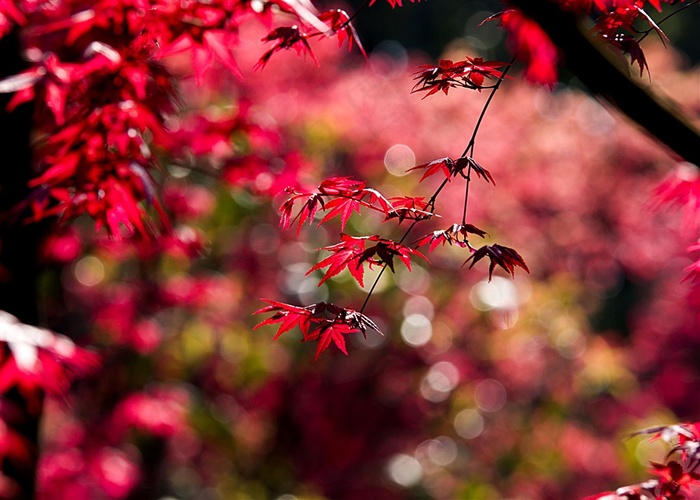 热情如火的红枫摄影图片