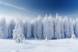 冬天雪景挂满雪的大树摄影图 