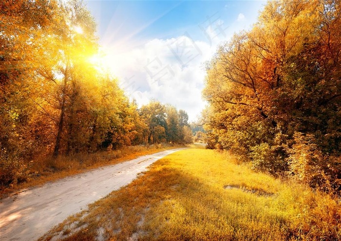 唯美秋天树林道路风景图片