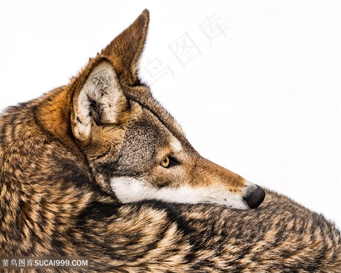 唯美野生动物长鼻子狼图片