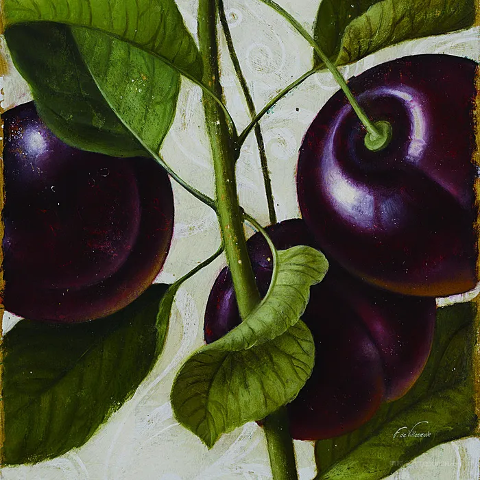 樱桃水果插画