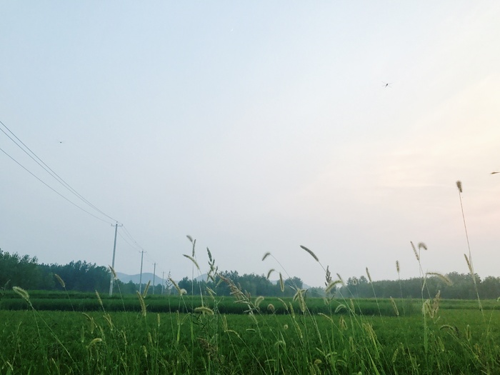 生机盎然/是夏天啊/风景/自然/摄影/绿色