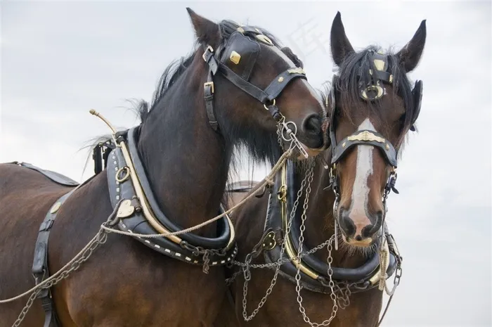 雪地上奔跑的马匹高清素材摄影图片