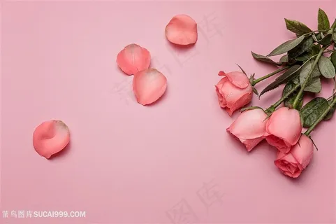 多枝粉色玫瑰花花瓣 多枝粉色玫瑰花花瓣