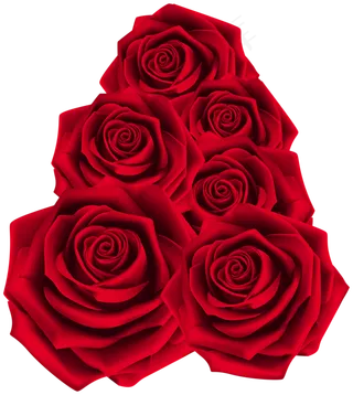 玫瑰 红色 红玫瑰 玫瑰花 花朵 鲜花特写 免抠 花束