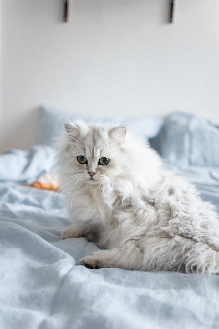 可爱猫咪猫猫摄影素材