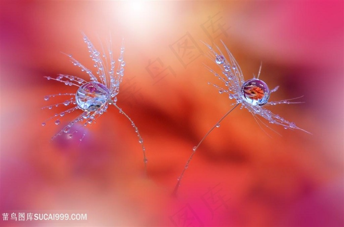 唯美高清晶莹剔透水珠蒲公英鲜花图片