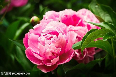 高清红艳艳牡丹花图片