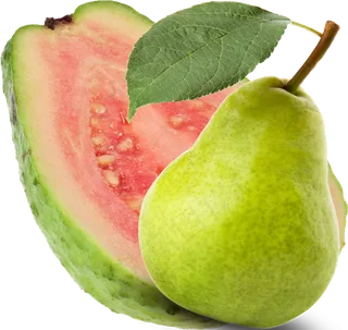 番石榴免抠素材 (43)