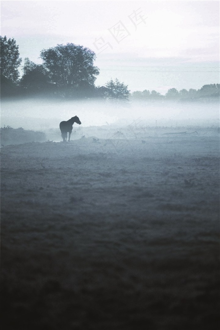 草原上孤独的马