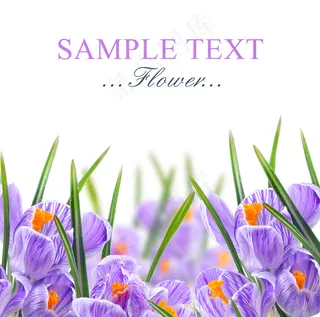 高清紫色花卡片图片下载