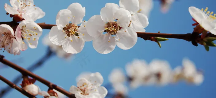 春天桃花高清图片 春天桃花高清图片