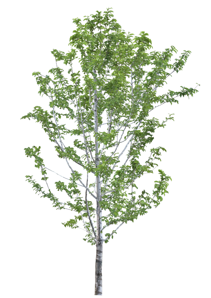 高清树木素材 免抠PSD植物素材 美术绘画园林贴图 树草灌木花草