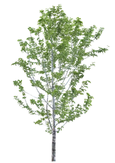 高清树木素材 免抠PSD植物素材 美术绘画园林贴图 树草灌木花草