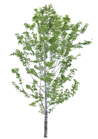 高清树木素材 免抠PSD植物素材 美术绘画园林贴图 树草灌木花草