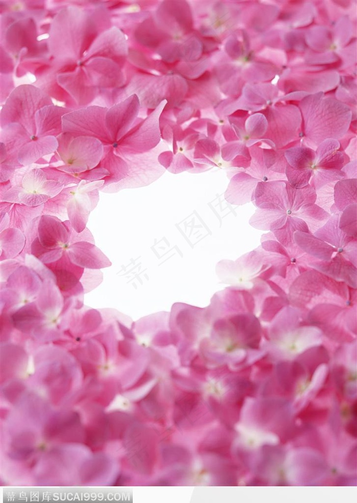 花卉特写-漂亮的粉色玫瑰