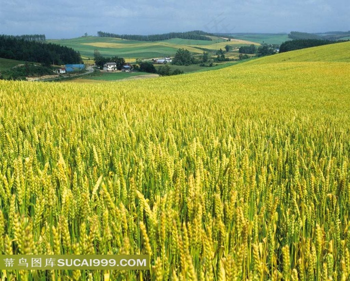 陆地旷野美丽的麦子