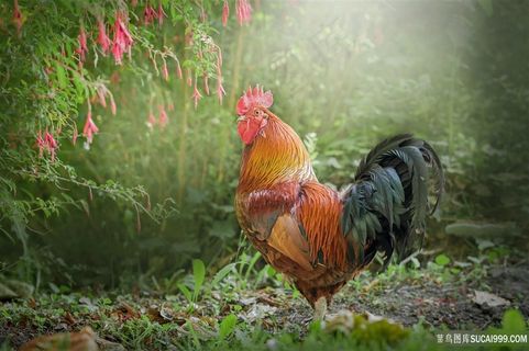 漂亮的大公鸡图片