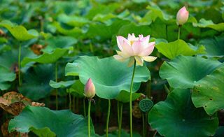 夏天荷花池荷叶清爽 ，夏至小暑大暑摄影图