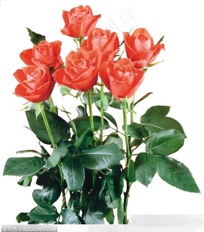 玫瑰花束-竖起的红色玫瑰