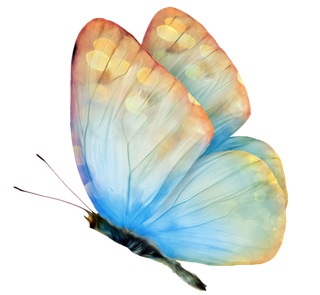 卡通动画动画蝴蝶免扣PNG手绘插画图片素材 (100)