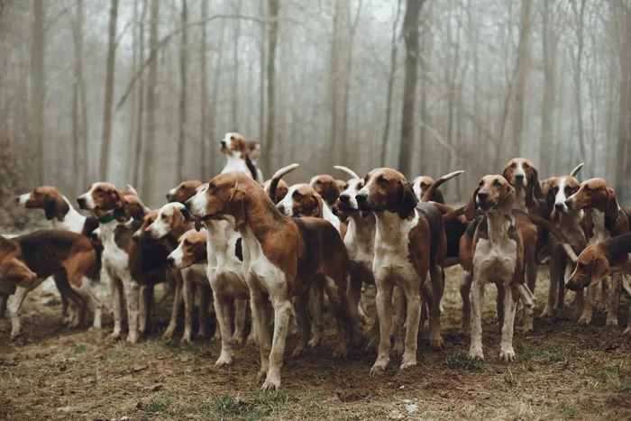纯种惠比特犬图片 纯种惠比特犬图片